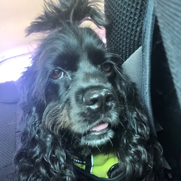 Meet your Posher, Meredith - Picture 1 of 1